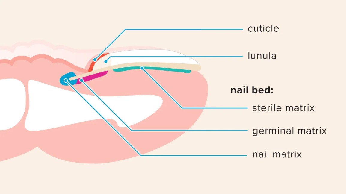 Can Nail Beds Grow Back: Exploring Nail Bed Regrowth