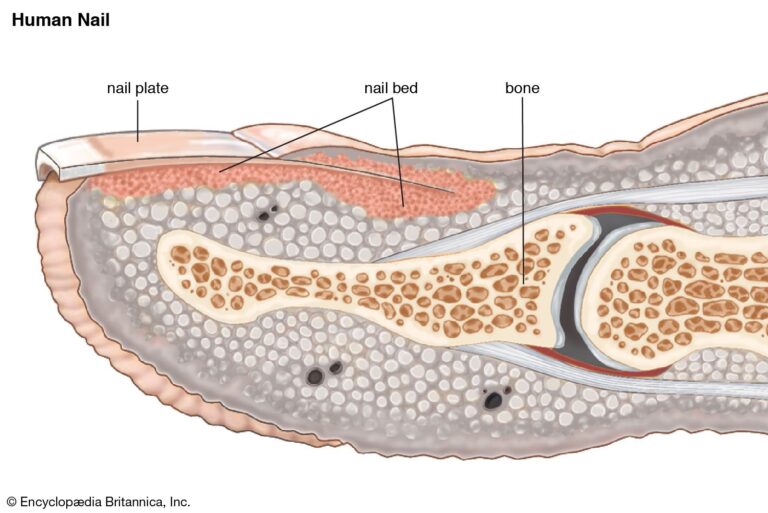 Does the Nail Bed Grow Back: Understanding Nail Bed Regeneration